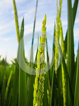 Close up of paddy rice seed with rice fields in the background