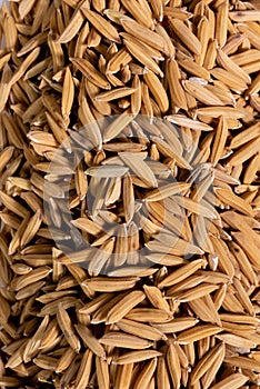 Close-up of paddy rice seeds in detail