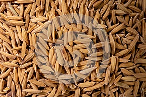Close-up of paddy rice seeds in detail