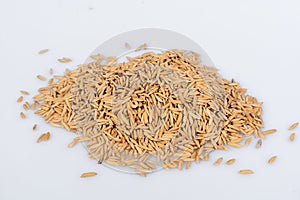 Close-up of paddy rice seeds in detail, paddy rice seeds on white background