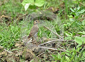 A close up of paddyfield pipit