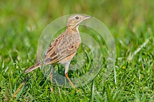 Close up of Paddyfield Pipit ( Anthus rufulus )