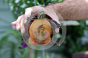 Close up of a Pained Turtle being held up by a man`s hand with its plastron showing