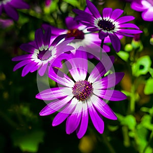 A close up of painted daisy flower blossoms in full bloom.