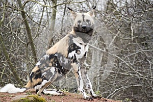 Close up of a Painted Dog