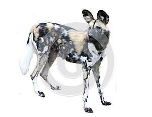 Close up of a Painted Dog