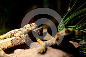 Close-up of The Painted Dragon Laudakia stellio brachydactyla. One or two species of Agama can be found in Europe