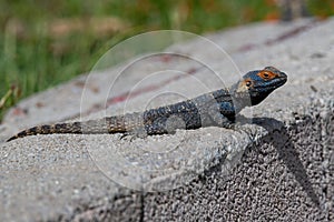 Close up of Painted Dragon reptile Stellagama Stellio Brachydactyla