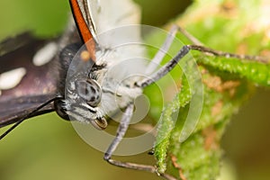 Close up of a painted lady butterfly head on a leaf.