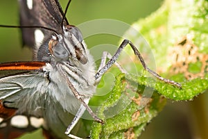 Close up of a painted lady butterfly  on a leaf. Vanessa cardui species. Macro photography.