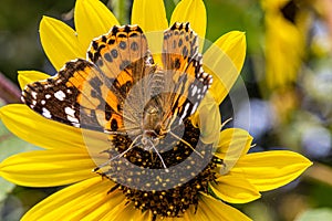 Close up Painted lady butterfly, Vanessa cardui  on yellow flower, sunflower