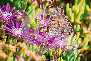 Close up of Painted lady Vanessa cardui butterfly pollinating a Trailing Iceplant Delosperma cooperi flower, California