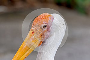 Close-up Painted stork (Mycteria leucocephala) face.