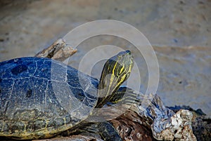 Close up of a Painted Turtle Chrysemys picta