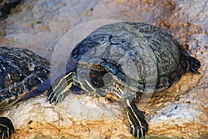 Close up of a Painted Turtle Chrysemys picta