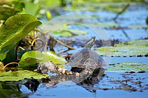 Close up of painted turtles on Point Pelee conservation area, On