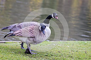 Close up of pair of aggressive Canada Geese