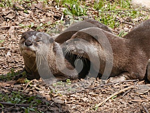 Close up of a pair of asian long clawed otters in washington