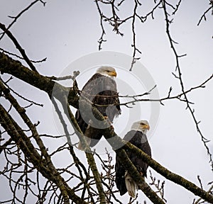 Close up of a pair of Bald Eagles perched on tree branch