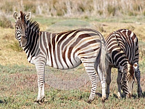 Close up of a pair of Birchells Zebra in the Western Cape