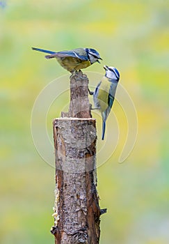 Close up of a pair of Blue Tits, Cyanistes caeruleus, hanging from a tree trunk and luring each other by offering food