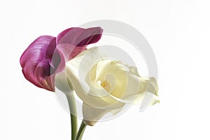 Close-up of a pair of Calla flowers, white and pink.