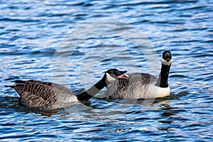 Close up of pair of Canada Geese on lake - aggresive honking display