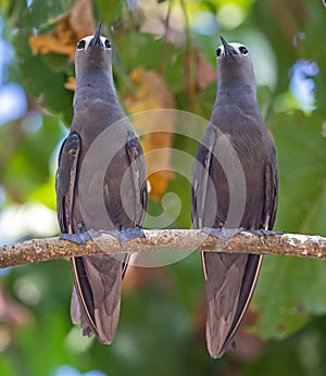 Close up of a pair of Common Noddy photo