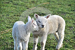 Close up of a pair of cute young lambs in the winter sunshine