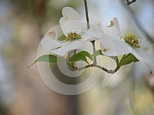 Close-up of a pair of Dogwoods in Bloom