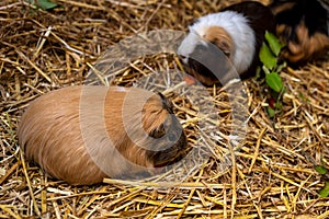 Close-up of pair domestic guinea pigs Cavia porcellus cavies on the straw