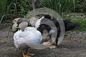 Close up of a pair of ducks scratching.