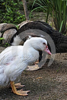 Close up of a pair of ducks scratching.