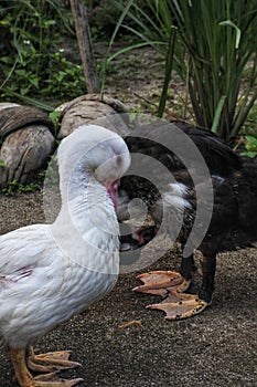 Close up of a pair of ducks scratching.