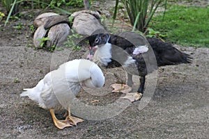 Close up of a pair of ducks scratching.