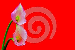 Pair of mini pink calla lillies against red background