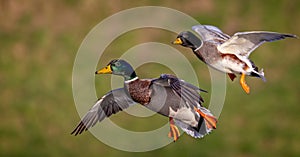 Close up of pair of Mallard ducks coming into land against soft diffused bokah