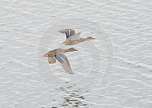 Close up of a pair of mallards