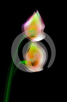 Close up of a pair of multi color calla lillies dancing or in motion 