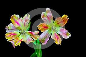 Close up of a pair of multi color lace fringed tulips against black background