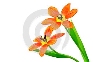 Close up of a pair orange calypso tulips against clear background