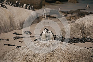 A close up of a pair penguins standing on the stone