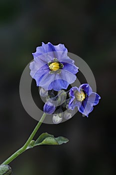 Close up of a pair purple nightshade flowers
