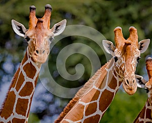 Close up of pair of reticulated giraffes in Kenya