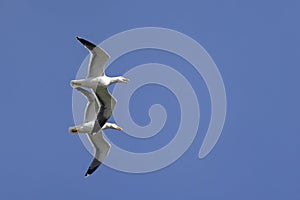 close up of a pair of Seagulls with beaks open flying in synchrony against a blue sky