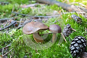 Close-up of pair of small boletuses growing on forest floor from green moss, edible mushrooms, Autumn
