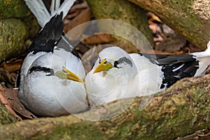 Close up of a pair White-tailed tropicbirds Phaethon lepturus hatch their eggs