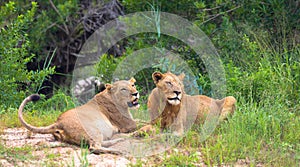 Close Up of a Pair of Young African Lions
