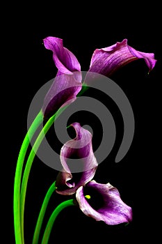 Close up of pairs of purple entwined calla lilies