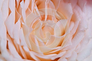 Close up of pale beige rose petals, soft focus.